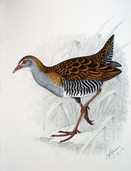 African Crake